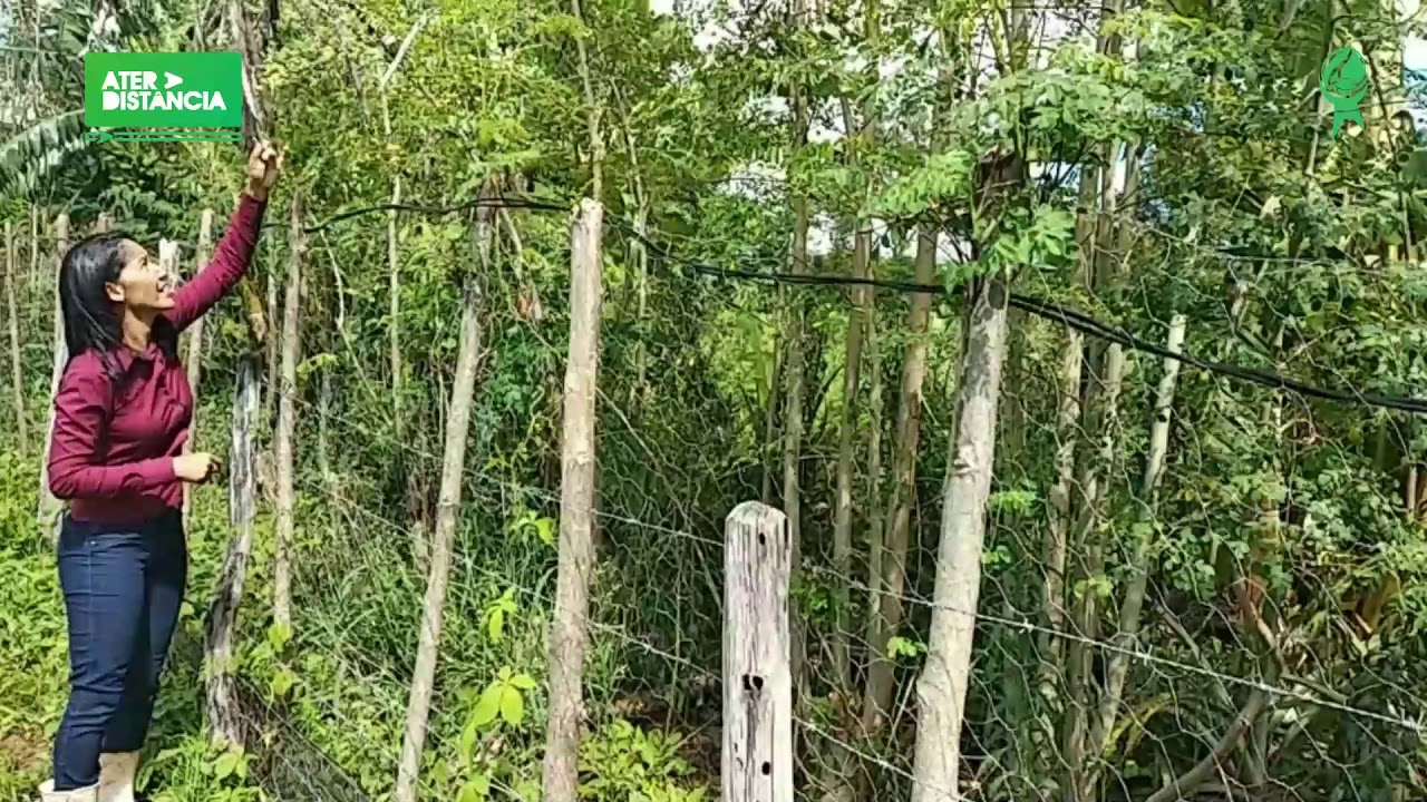 Cultivo da Moringa e Seus Múltiplos Usos