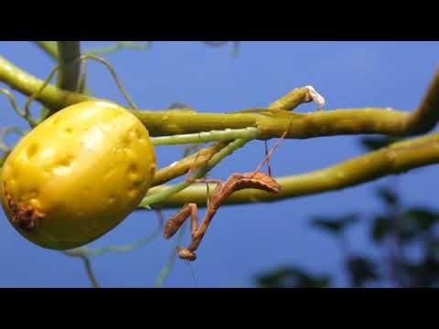 HIDDEN VIDEO: Praying Mantis - HIDDEN VIDEO: Praying Mantis