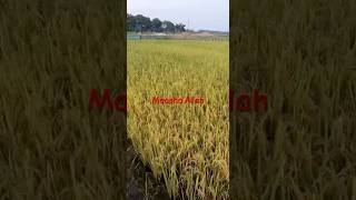 Ready To Harvest Golden Paddy Field In Bangladesh #lifeonland #riceplanting #nature #planthappiness