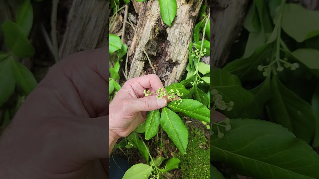 Sprindle tree, Euonymus kiauyschovicus, a weedy invasive plant.