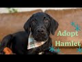 Hamlet | He’s the best boy ever! He wants a forever home! 