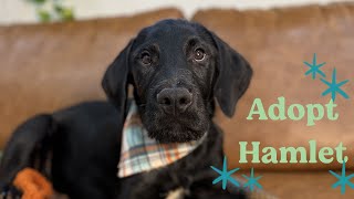 Hamlet | He’s the best boy ever! He wants a forever home! 