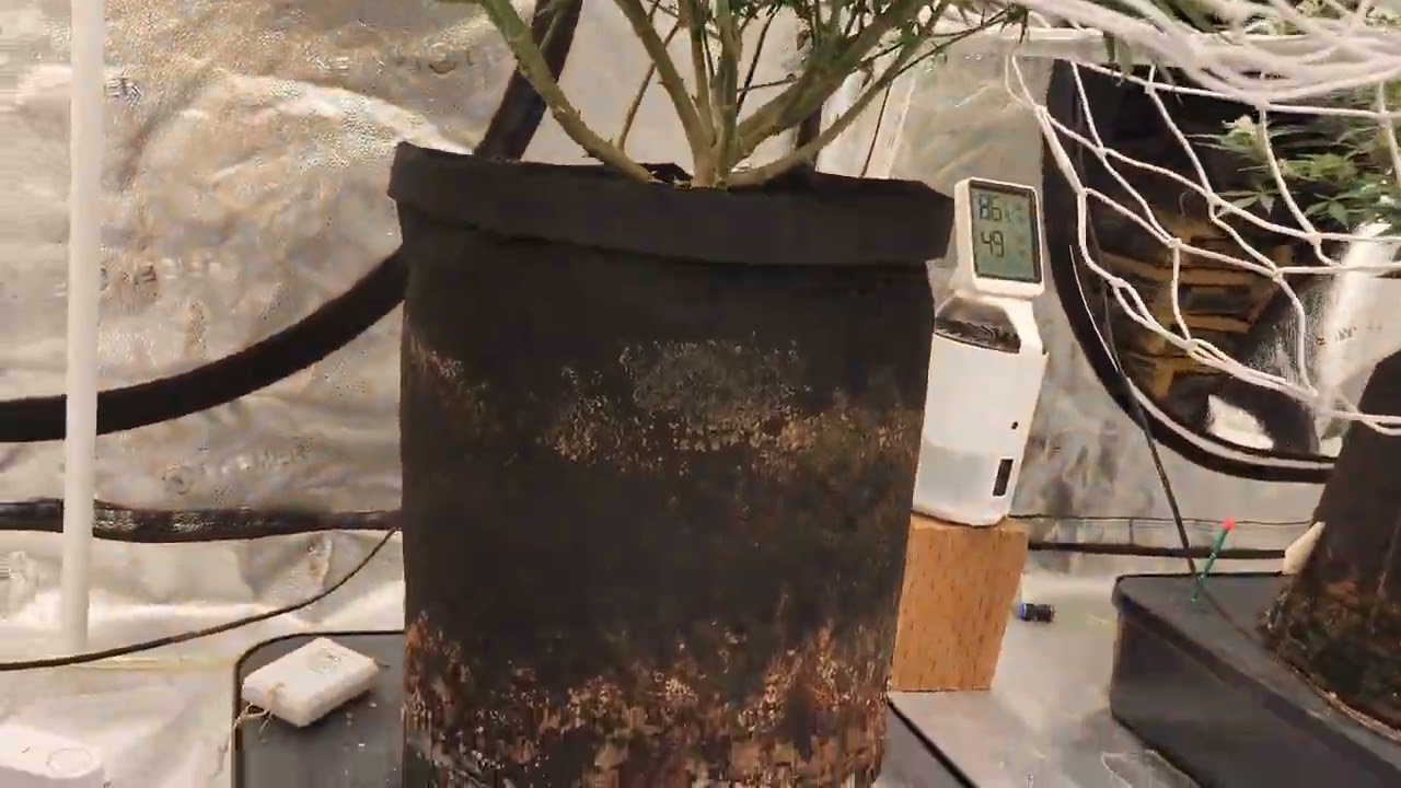 Weekly update Octopot grow #10 skunk #1, Grape ape, White Rhino.