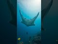 Blue Horizons: The Diver's Global Quest for Marine Stewardship