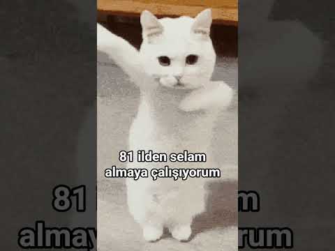 #cat