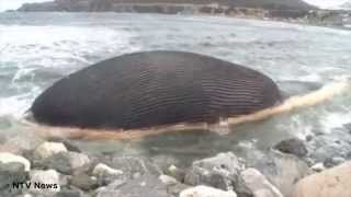 Fishing Town Lives in Fear of Beached Whale Explosion