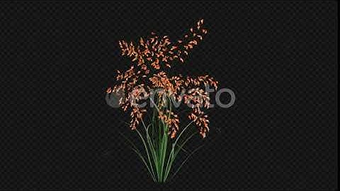 Growing Orange Flowers | Motion Graphics - Envato elements