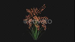 Growing Orange Flowers | Motion Graphics - Envato elements