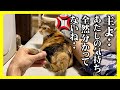 【うちの猫、一体なに考えてるんだろう…？】猫の気持ちを理解するのは難しい…