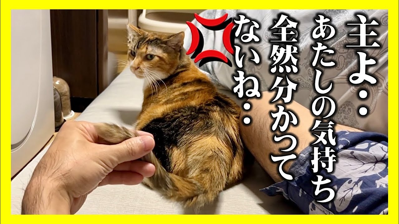 【うちの猫、一体なに考えてるんだろう…？】猫の気持ちを理解するのは難しい…