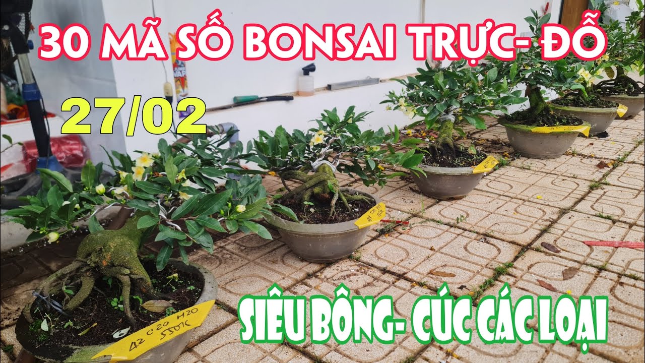 27/02. 30 Mã Số Mai Thành Phẩm Trực, Bay, Đỗ Nhiều Loại.☎Trang 0359910781