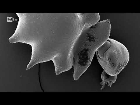 Video: Insetti Boysenberry - Trattamento dei parassiti comuni delle piante di Boysenberry