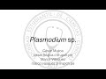 Plasmodium sp.