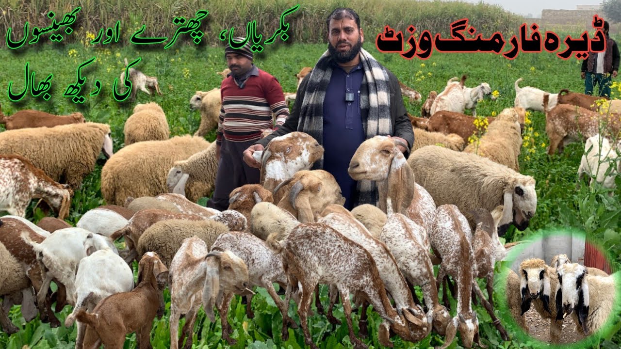 Dera Farming Visit | Bakriyan, Chhatray aur Bhenson ki Dekh Bhaal 