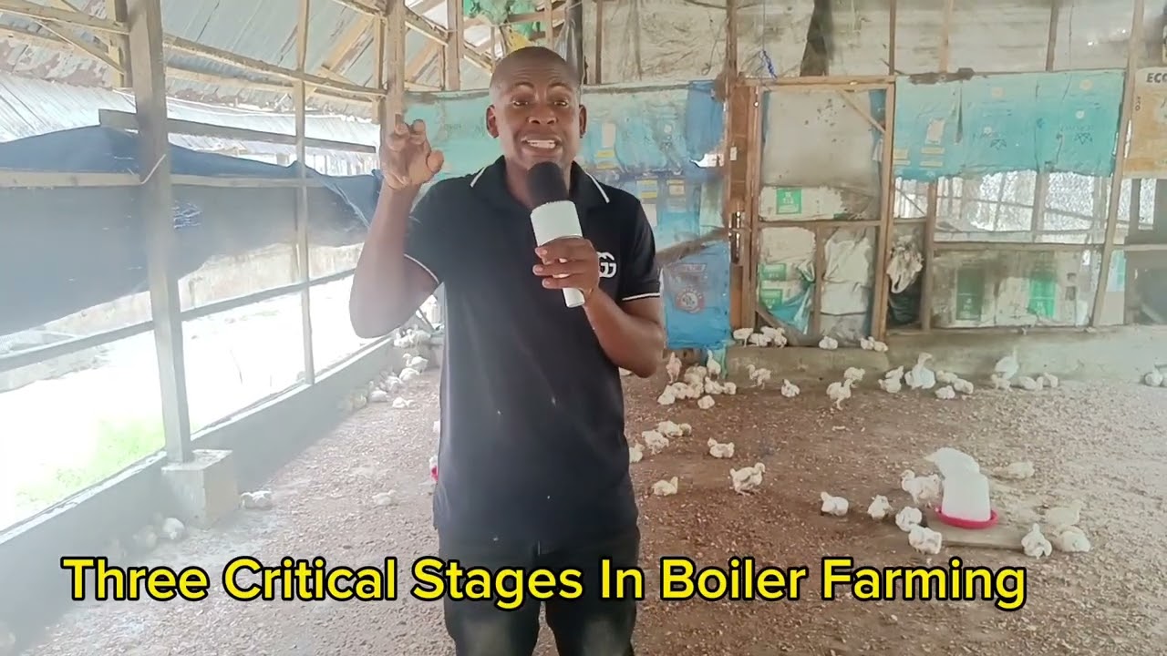Three Critical Stages In Boiler Farming