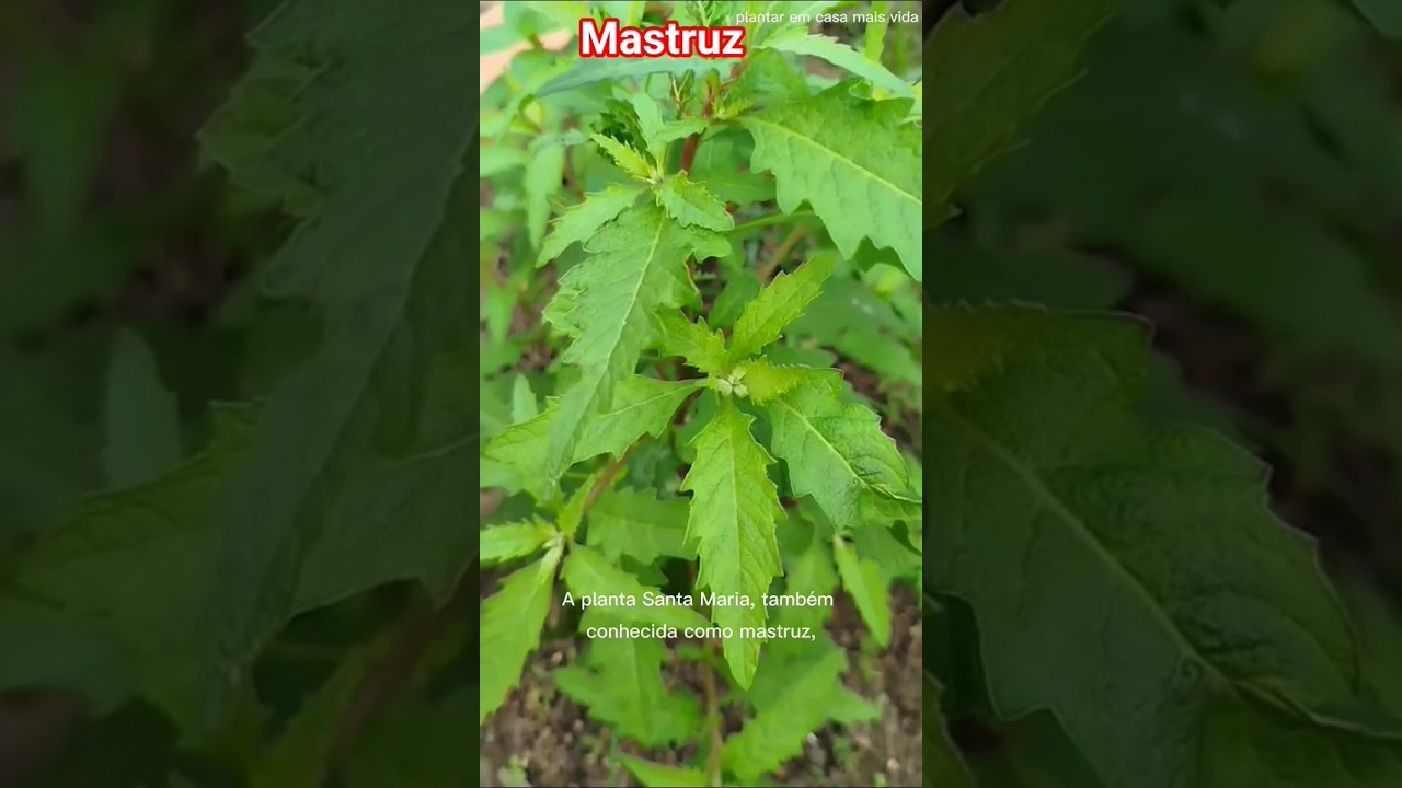Santa Maria, o mastruz: o poder dessa planta medicinal