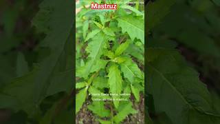 Santa Maria, or mastruz: the power of this medicinal plant.