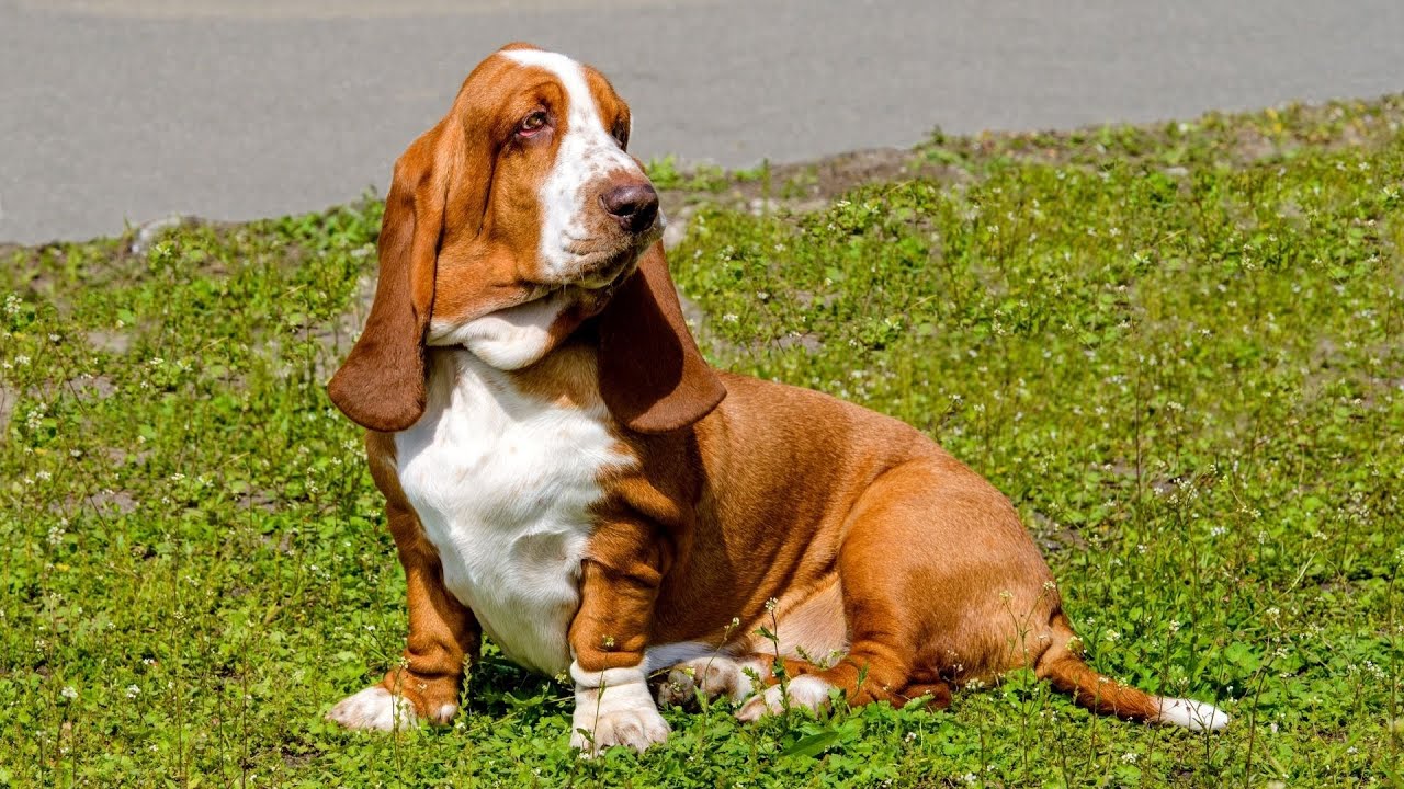 Trimming Nails On Basset Hounds photo