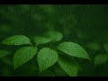 Deep Sleep ASMR🌙Rain on Leaves  Sounds  | Black Screen | 10 Hours