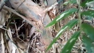 Menemukan Bambu Sabdo Jalu Luar Biasa.