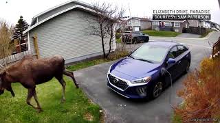 Moving to the suburbs? This moose is having a look at a house and a car in Paradise