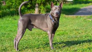 Phu Quoc Ridgeback | Facts, History & Characteristics by All Animal Breeds 54 views 2 years ago 2 minutes, 1 second