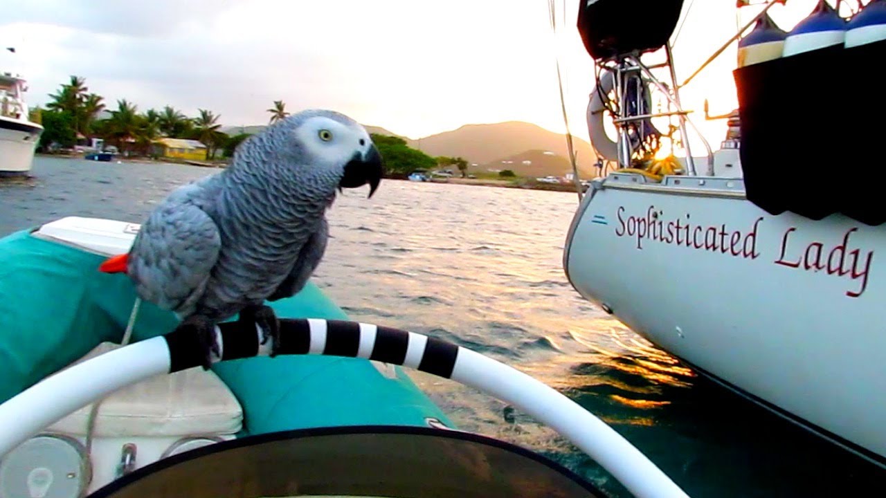 Backyard Scenes - Scrub Island Part 2, British Virgin Islands, Caribbean