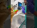#comedyshorts #funny #petshorts #dog #viral #pets