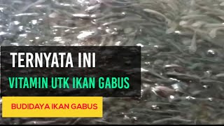 PART 77. NUTRISI dan VITAMIN IKAN GABUS | PAKAN IKAN GABUS | BUDIDAYA IKAN GABUS