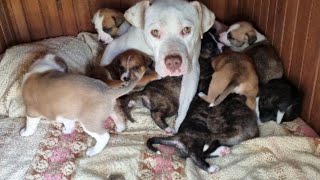 I 9 Figli Di Mamma Pit - Ginosa