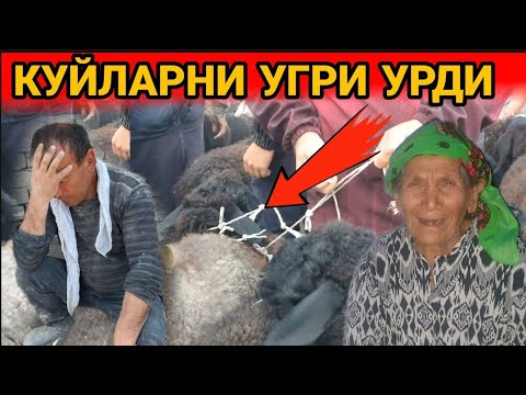 Video: Жүрүшүн өркүндөтүү үчүн Аттарды кайгыртуу