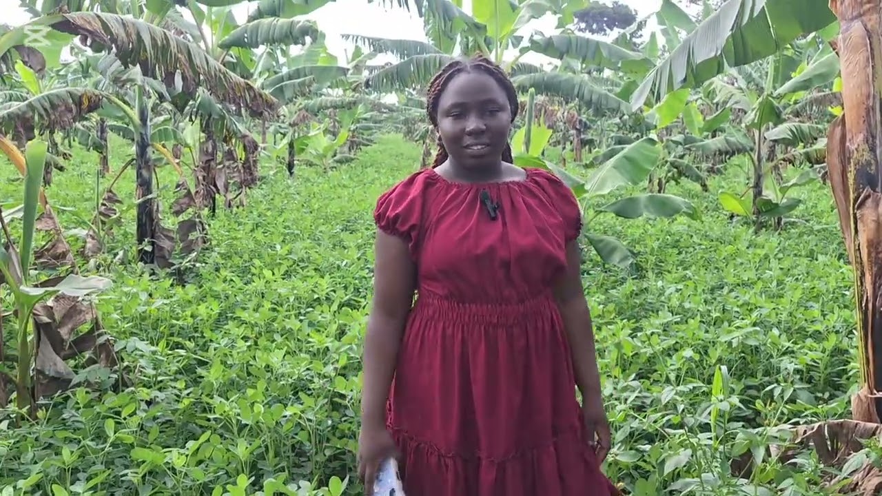 The future of banana farming: suitable practices 