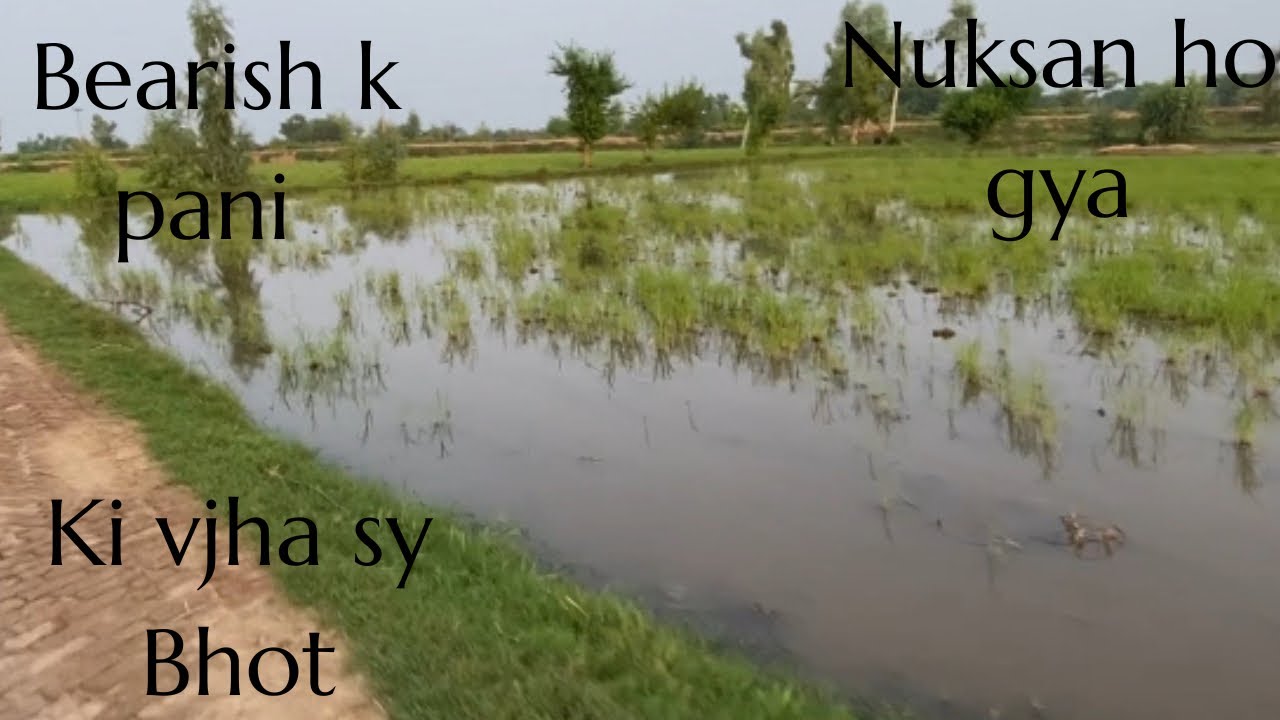 Bearish k pani ki vjha sy bhot nuksan ho gya😔Ft Chaudry Mandi Ala