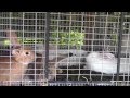 Raising Meat Rabbits and our Rabbit Hutch Raising Meat Rabbits and our Rabbit Hutch
