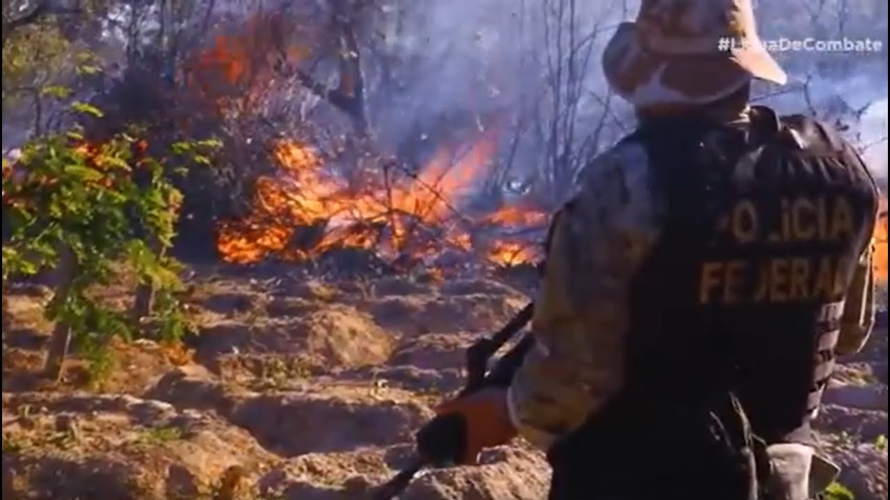 80 TONELADAS DE MACONHA SÃO QUEIMADAS EM OPERAÇÃO CONTRA O TRÁFICO