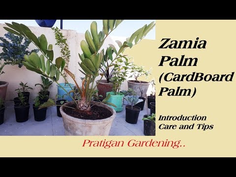 Video: Cardboard Palm Care - Cara Menanam Pohon Zamia