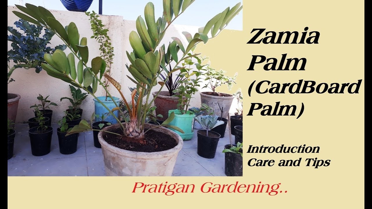 Zamia Palm|Cardboard Palm