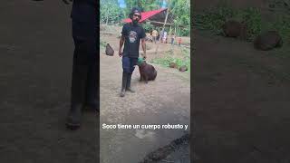 #roedor #capibara