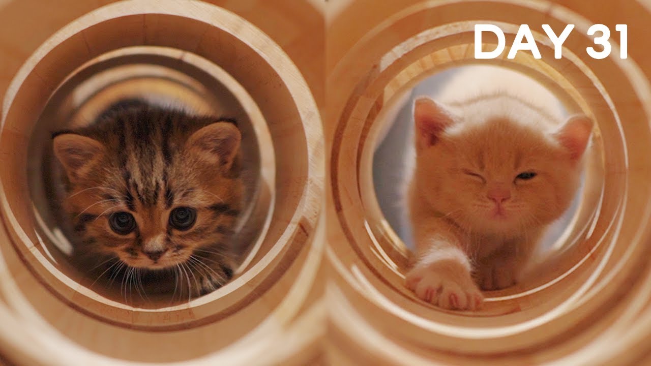 Day 31 Baby Kittens Exploring Scared Or Excited Day 1 To Day