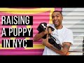 NYC Vlog: Raising a puppy in the city! (Summer 2019)