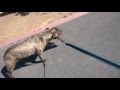 Helping a fearful dog walk on leash Helping a fearful dog walk on leash