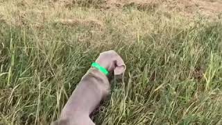 Weimaraner puppy points his first bird hilarious
