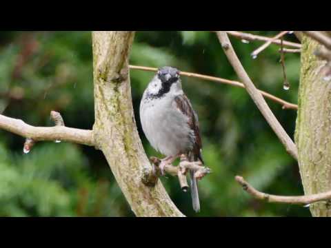 Spatz im Dauerregen