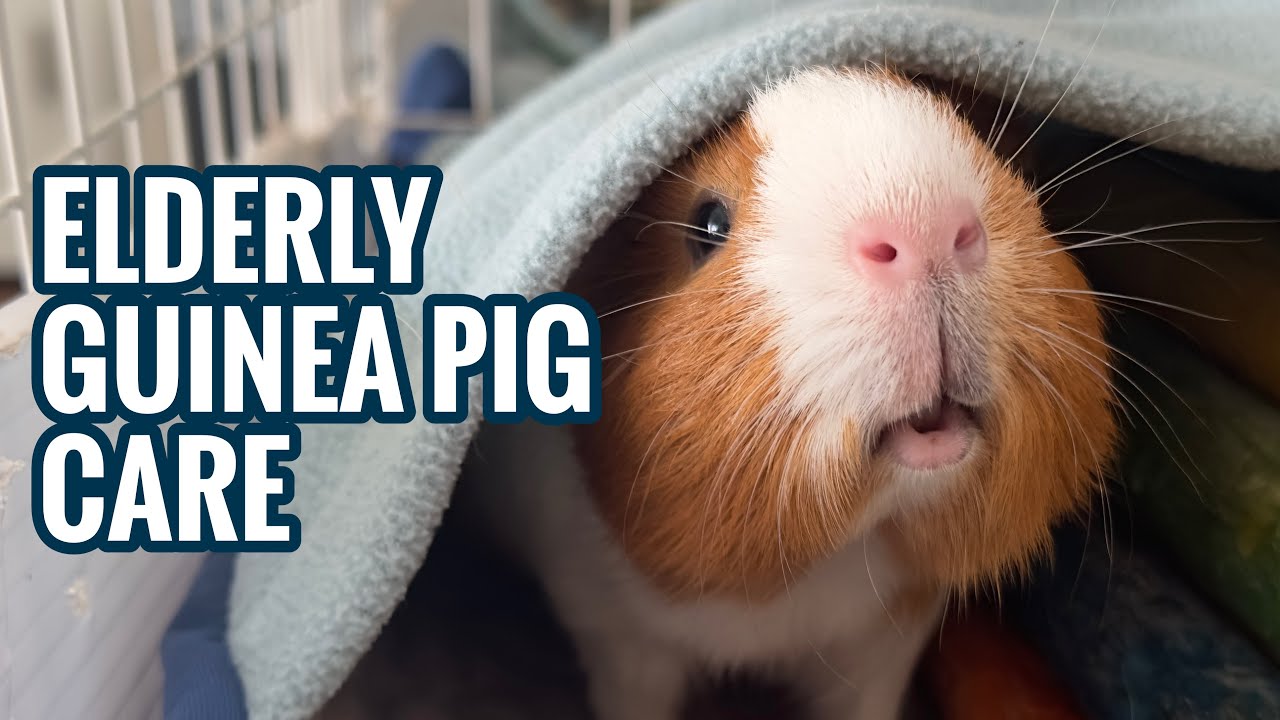 Photo inspiration: Gallery Detail: Elderly Guinea Pig Care What I Do For My Elderly