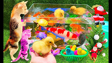 Bắt Các Con Vật Dể Thương, Bắt Mèo Dể Thương, Cua, Rùa, Thỏ, Cá Trê, Cá Koi, Cá Vàng, Vịt Dể Thương