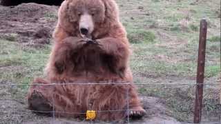 Bear Waving at Olympic Game Farm