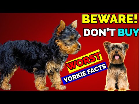 10 Reasons Why You Should Not Have a Yorkshire Terrier | Know Before Getting A Yorkie