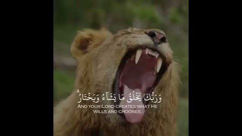أرح ممسمعك 🎧 وقلبك ♥️ القارئ:- #ياسر_الدوسري  #روائع_ياسر_الدوسري  #قرآني_حياتي_كلها