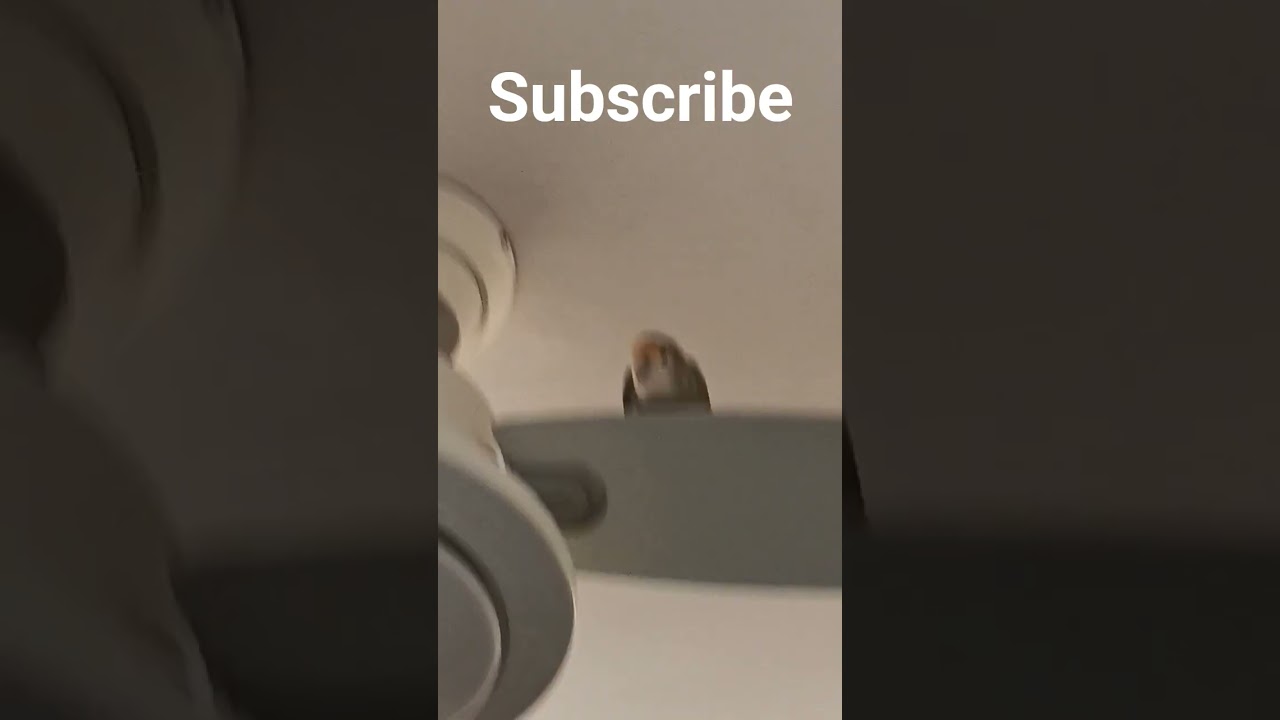 on the ceiling fan again 