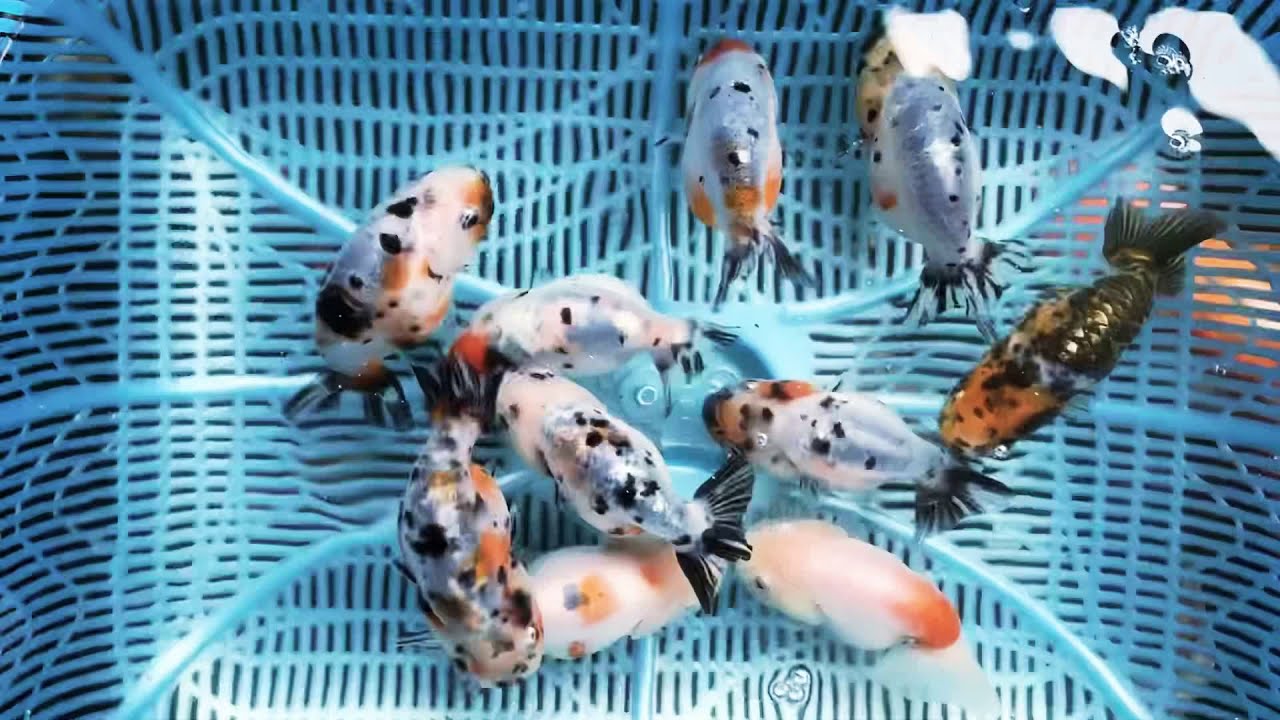 Tiny tail beautiful color Ranchu High Quality from Pan Farm | Kazie's ...